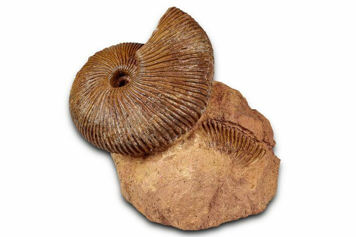 Jurassic Ammonite (Macrocephalites) Fossil - Sengenthal, Germany #334758